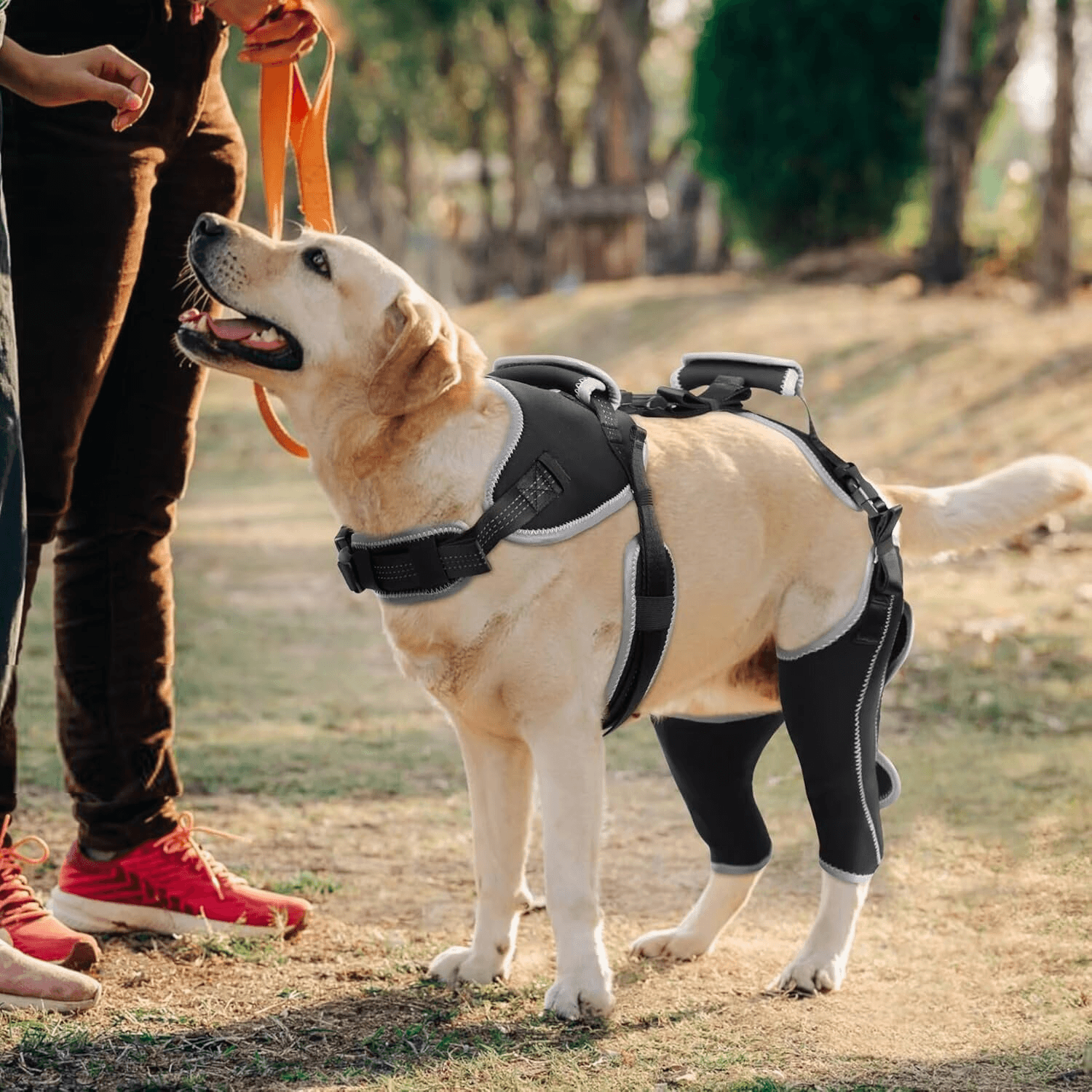 Lispoo Dog Double Knee Brace