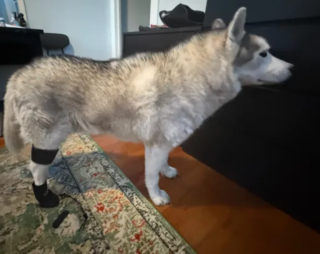 LISPOO Toe-Up No Knuckling Dog Boot Brace review Winifred Euphemia