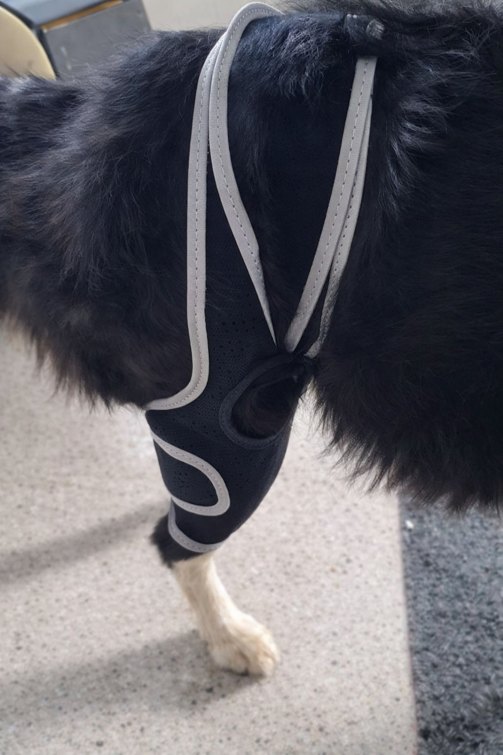 Lispoo Universal Dog Leg Brace review Samantha Abe