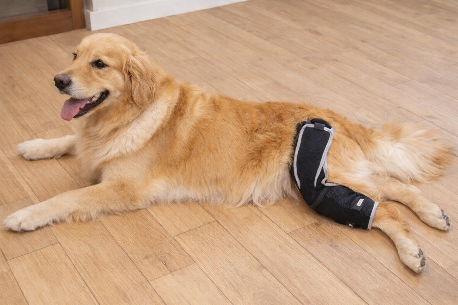 Lispoo Universal Dog Leg Brace review Haley Hardy