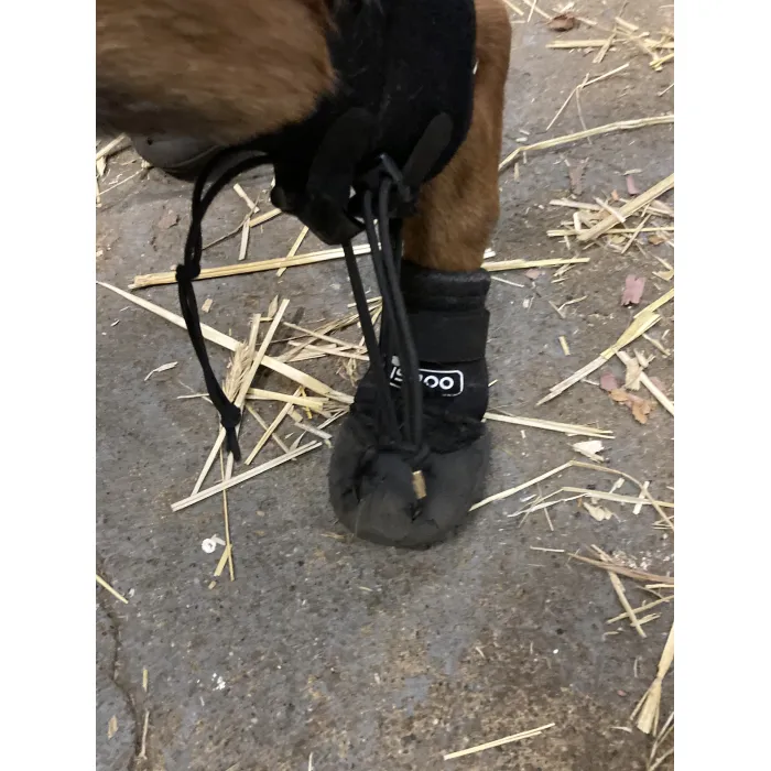 LISPOO Toe-Up No Knuckling Dog Boot Brace review Judy