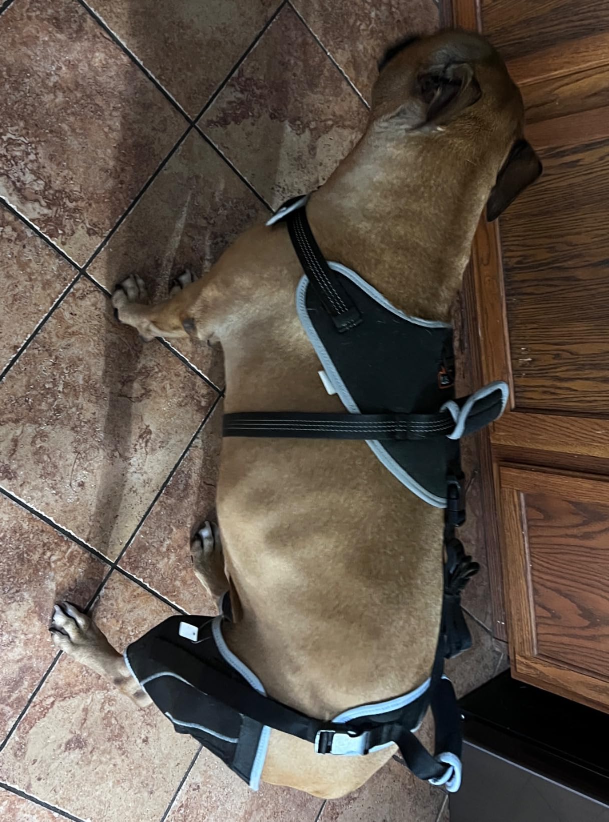 Lispoo Adjustable Dog Rear Leg Brace review Helen