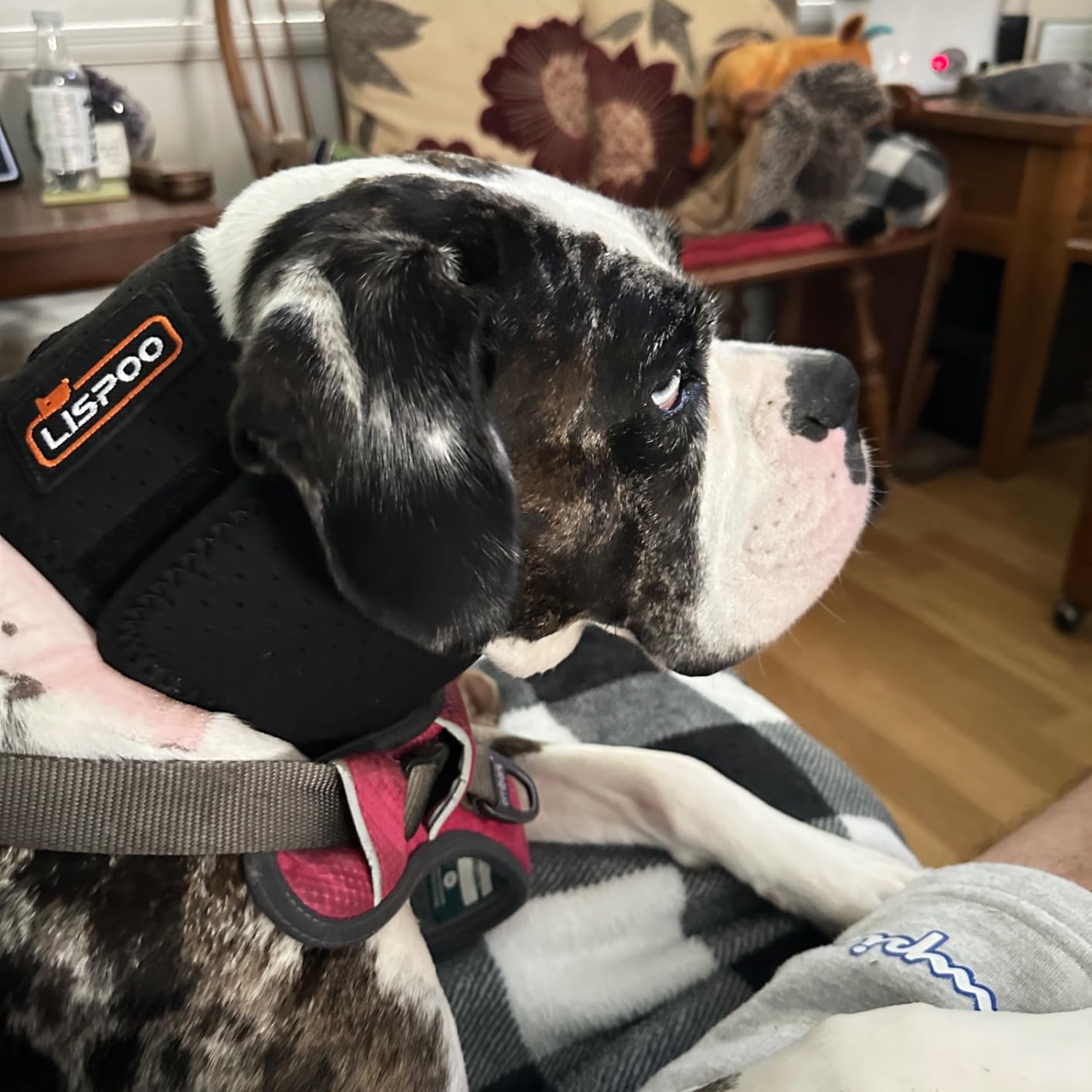 Lispoo Dog Neck Brace Collar review Lukayy