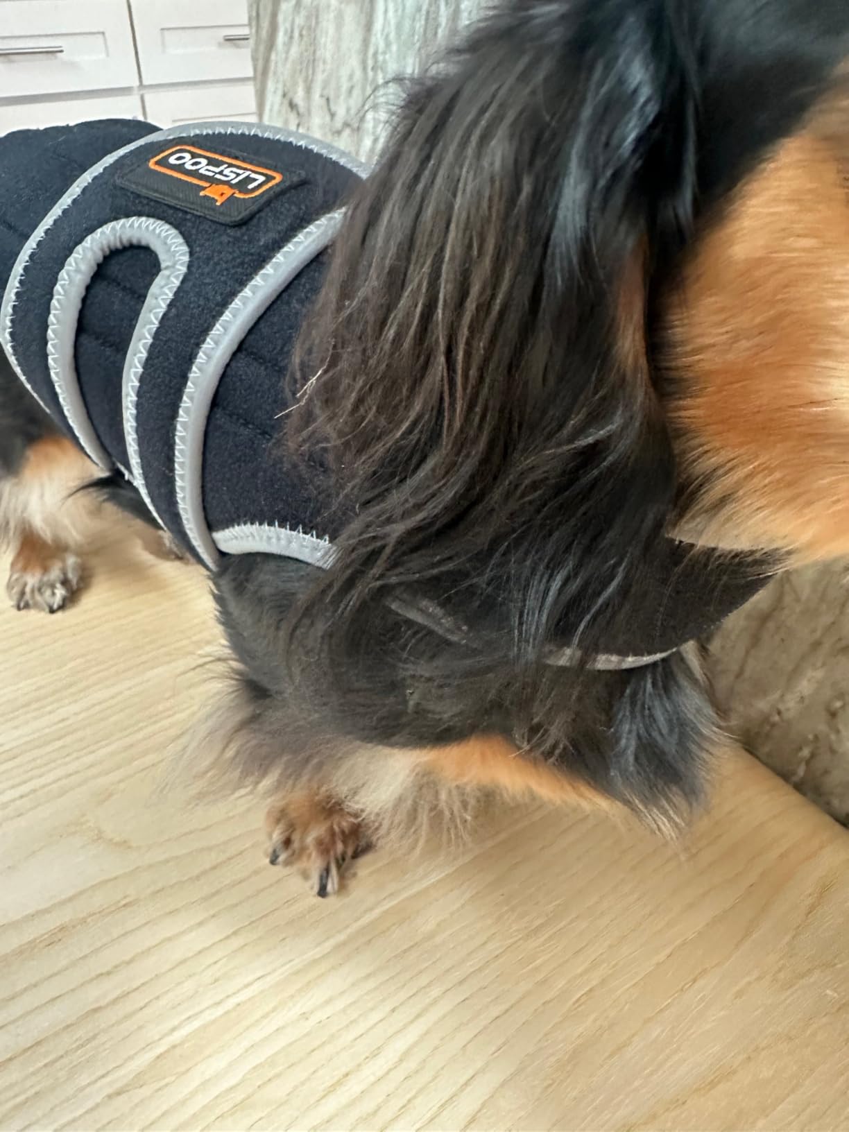 Lispoo Dog Back Brace for IVDD & Spine Support review Ava 00