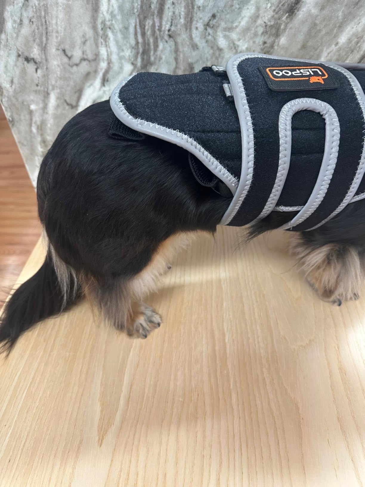 Lispoo Dog Back Brace for IVDD & Spine Support review Ava 01