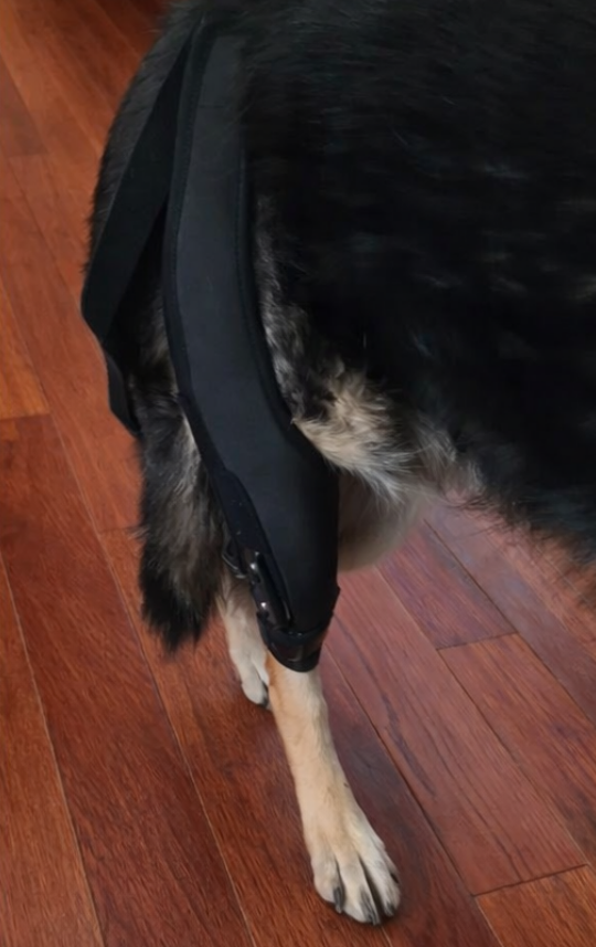 Lispoo Dog Knee Brace Adjustable Hinged Stifle Stabilizer for Torn ACL/CCL review Helen