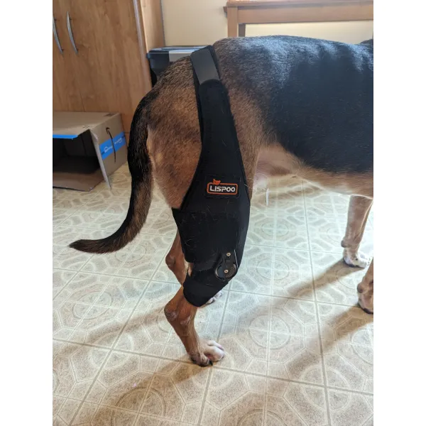Lispoo Dog Knee Brace Adjustable Hinged Stifle Stabilizer for Torn ACL/CCL review Theresa W Chavez