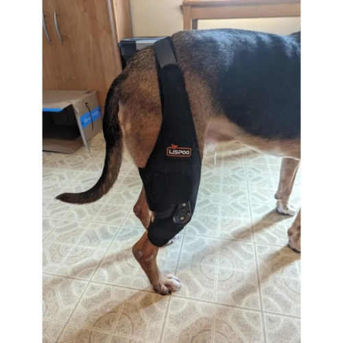 Lispoo Dog Knee Brace Adjustable Hinged Stifle Stabilizer for Torn ACL/CCL review Theresa W Chavez