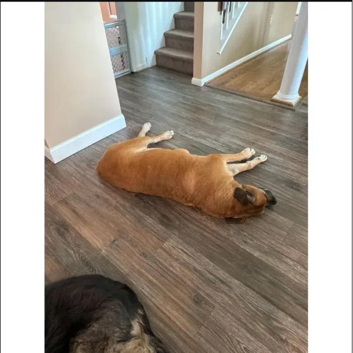 Lispoo Reliable Lifting Support for Senior, Injured Dogs review Lucyan 00