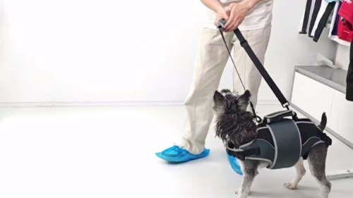 Lispoo Dog Lifting Harness for Disabled & Senior Dogs review Theresa Chavez