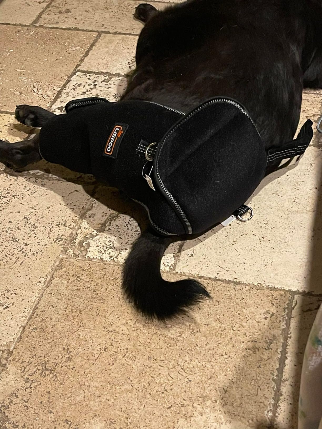 Lispoo Dog Hip Support Brace with Lift Handle review Helenmy