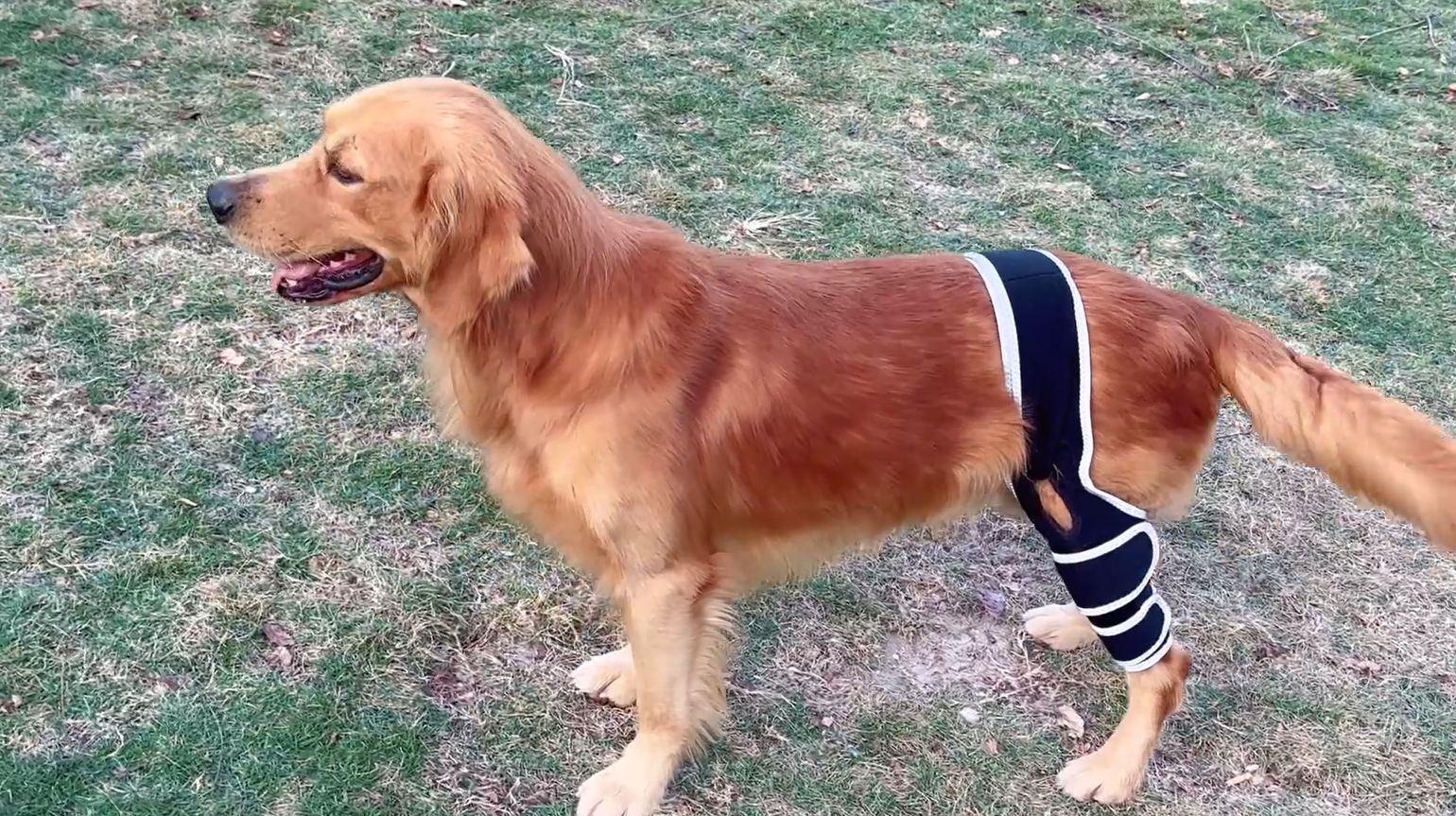 Lispoo Dog Leg Brace review Nina 00