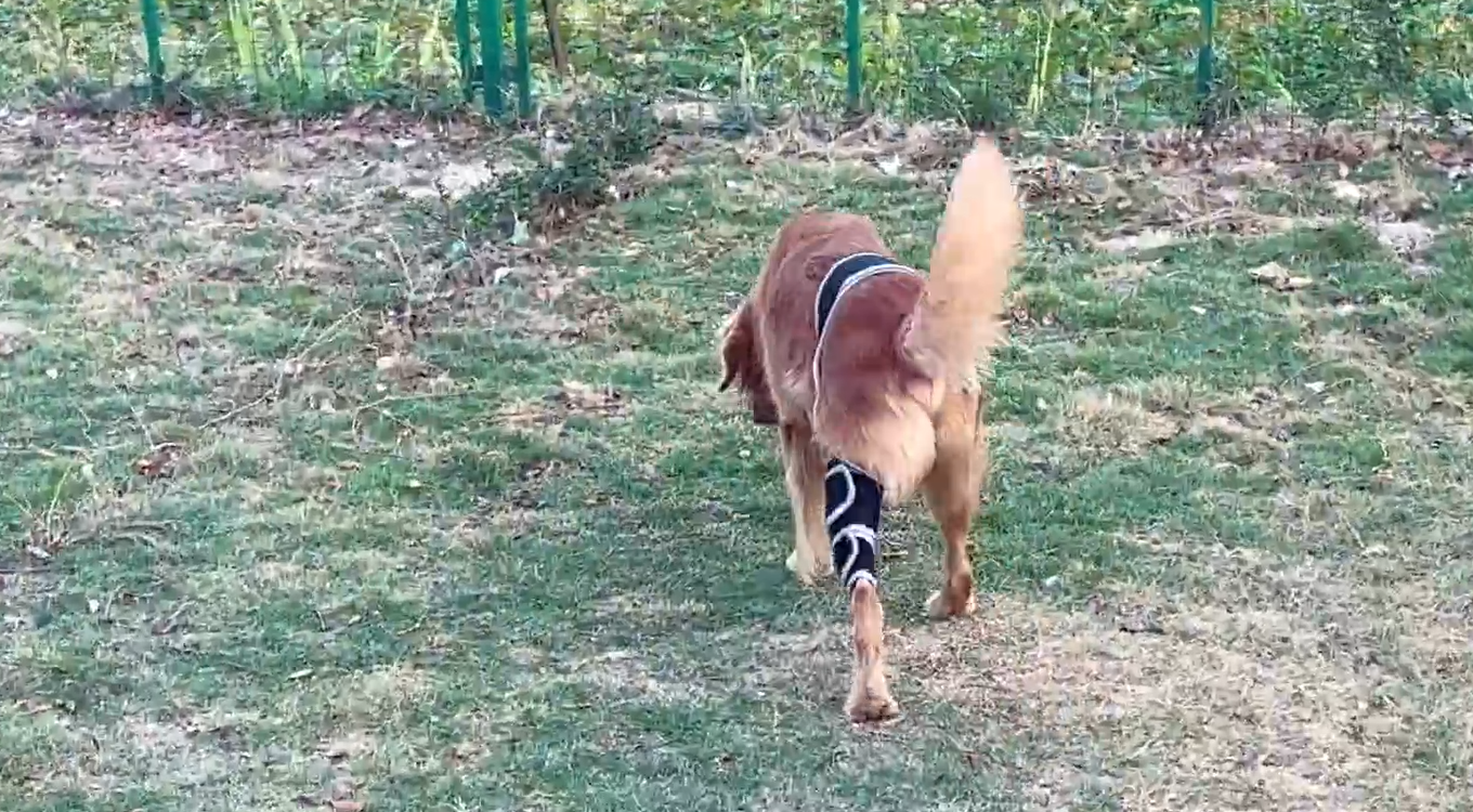 Lispoo Dog Leg Brace review Nina 01