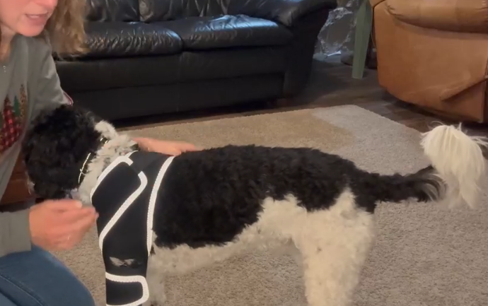Lispoo Dog Leg Brace review Yurita 01
