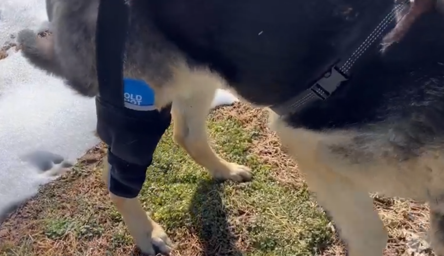 Lispoo Dog Knee Brace with Hot & Cold Gel Pack review zaraing 01