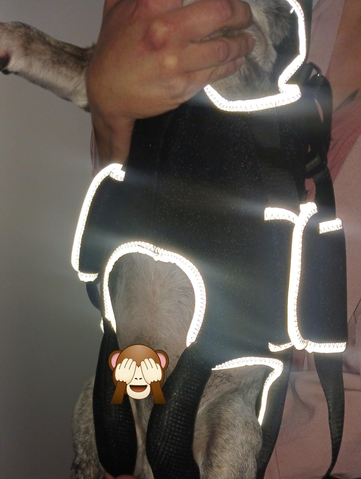 Lispoo Dog Lifting Harness for Disabled & Senior Dogs review Eve McGuire