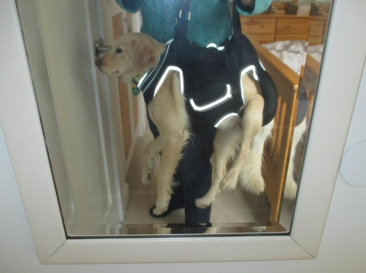Lispoo Dog Lifting Harness for Disabled & Senior Dogs review Coco