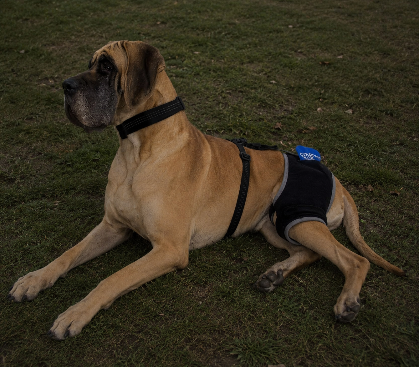 Lispoo Dog Hip Brace with Hot/Cold Gel Pack review Wkisy