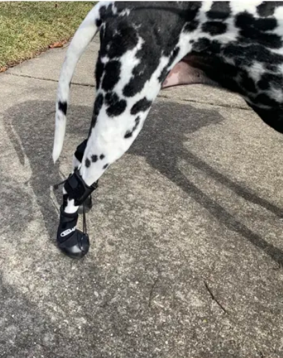 LISPOO Toe-Up Dog Boot Brace for Paw Dragging & Knuckling Support review Urry