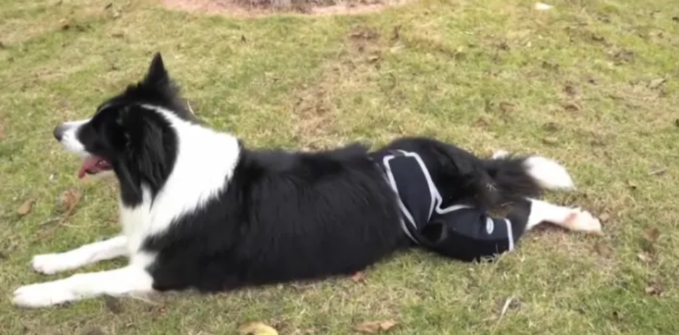Lispoo Dog Leg Brace review Peter