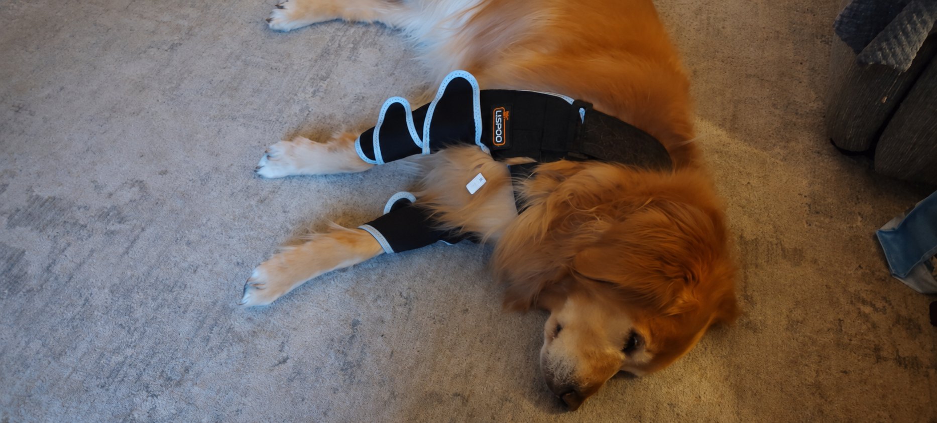 Lispoo Dog Front Elbow Brace review Lujja