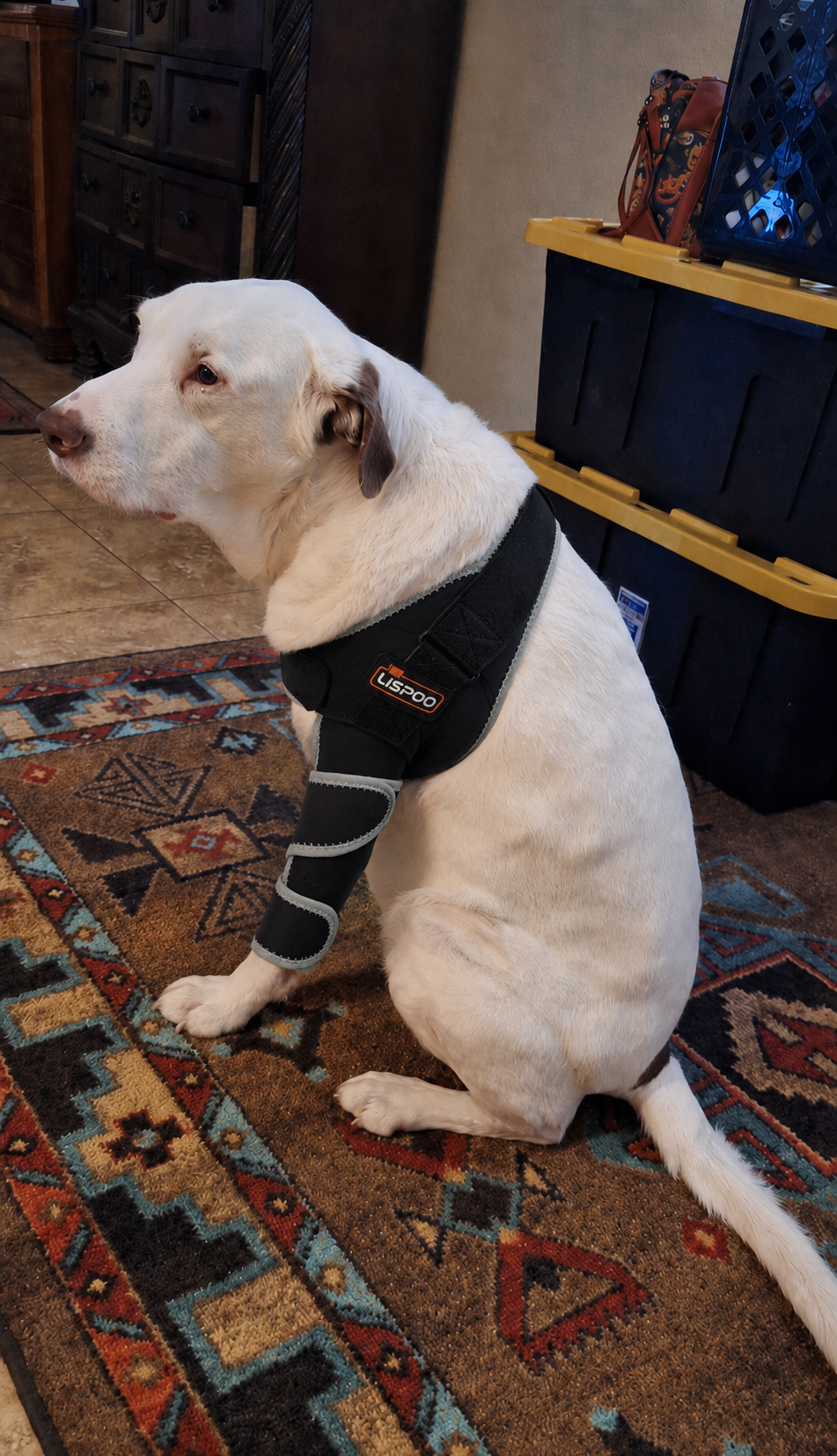 Lispoo Dog Front Elbow Brace review Peteey