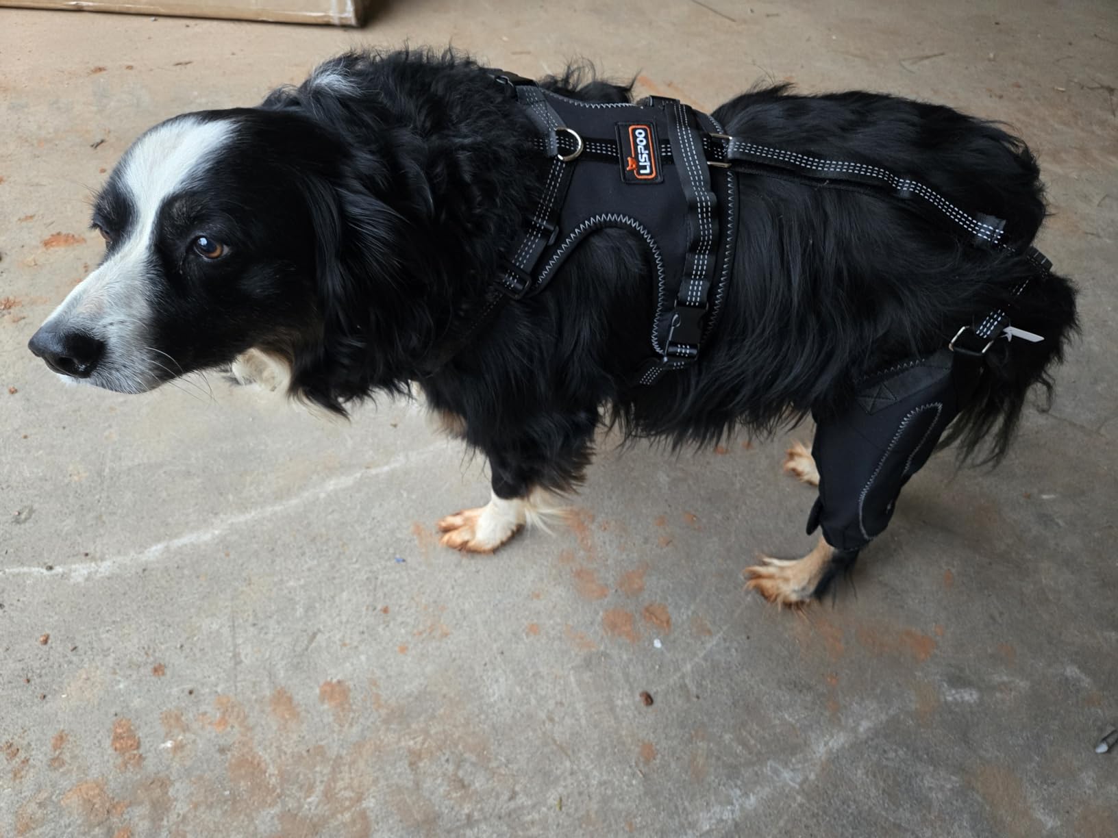 Lispoo Dog Double Knee Brace for Luxating Patella review Kimmy