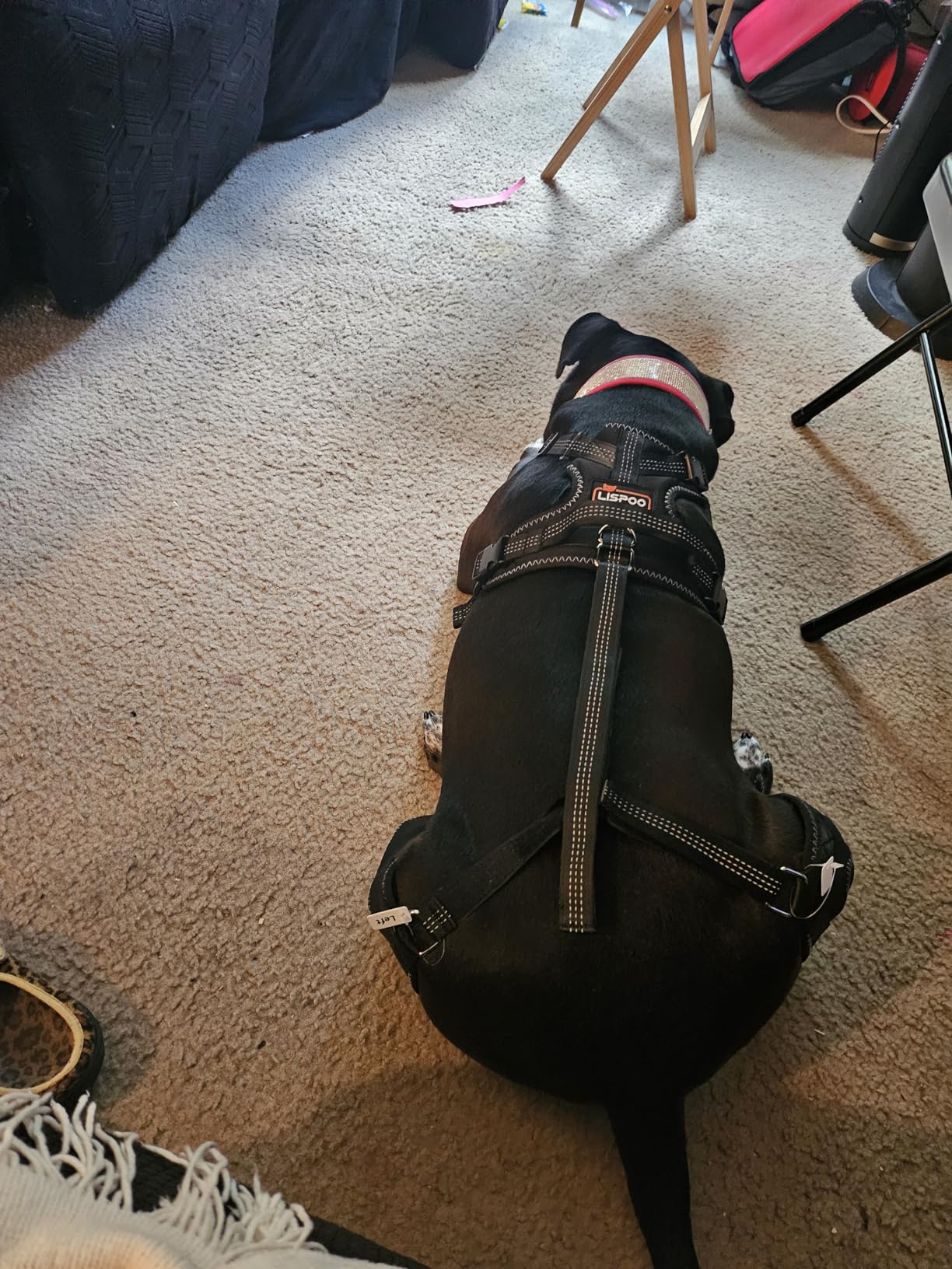 Lispoo Dog Double Knee Brace for Luxating Patella review Hulio 01