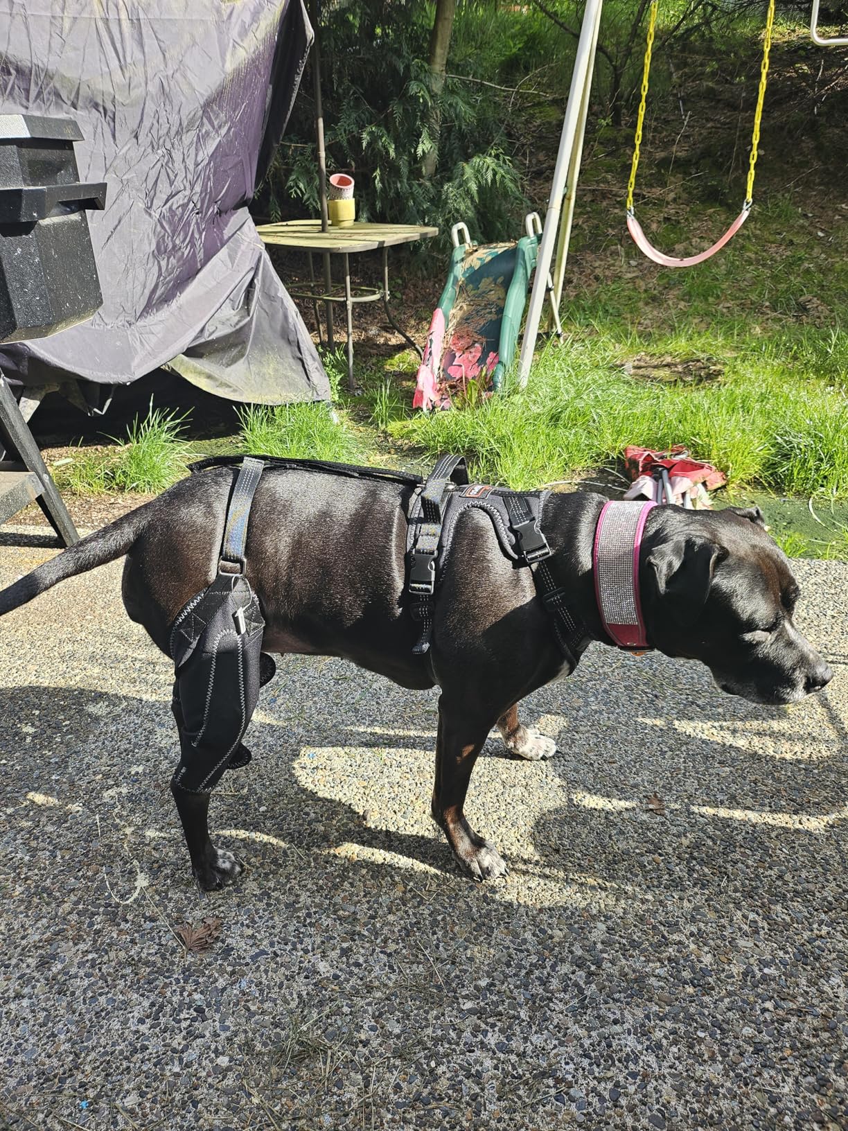 Lispoo Dog Double Knee Brace for Luxating Patella review Hulio 00