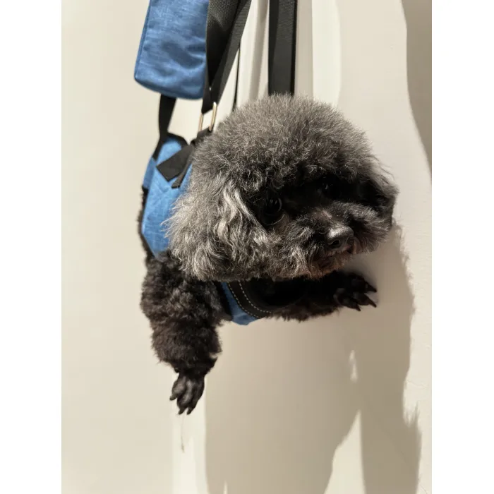 Lispoo Dog Lift Harness for Senior & Injured Dogs review Erinza