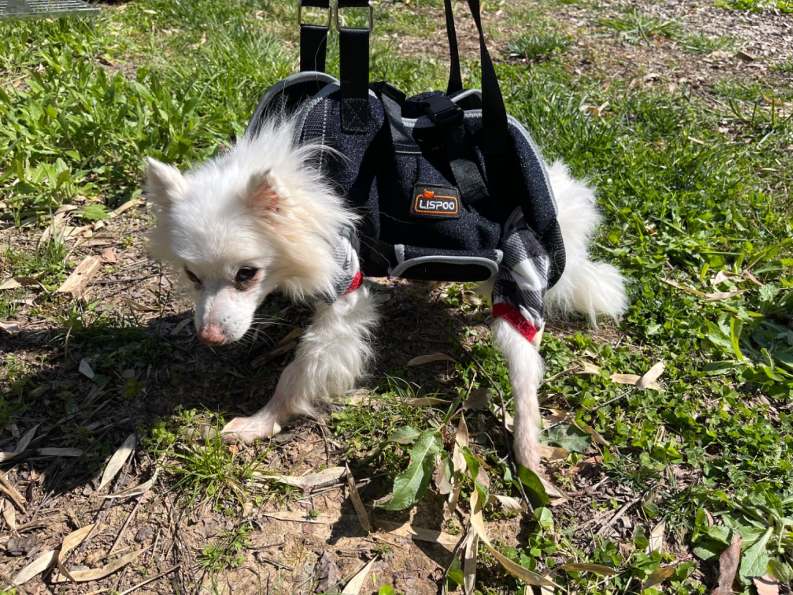 Lispoo Dog Harness Lift Assist review Visky