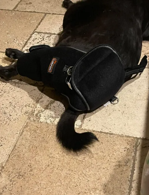 Lispoo Dog Hip Support Brace with Lift Handle review Victory