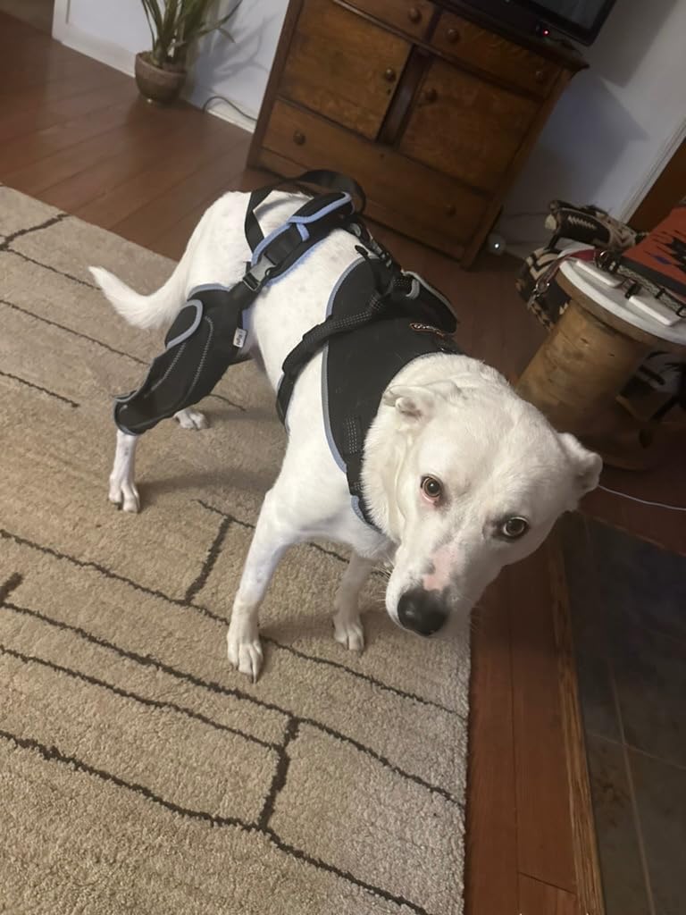 Lispoo Adjustable Dog Rear Leg Brace review Zirio