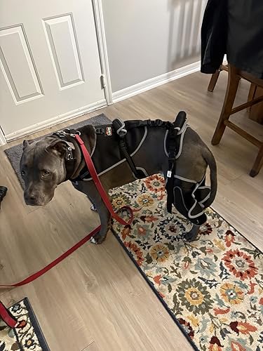 Lispoo Adjustable Dog Rear Leg Brace review Lulala