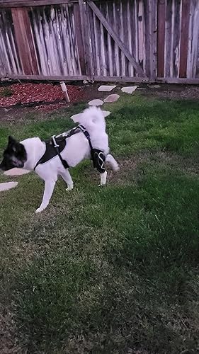 Lispoo Adjustable Dog Rear Leg Brace review Queesty