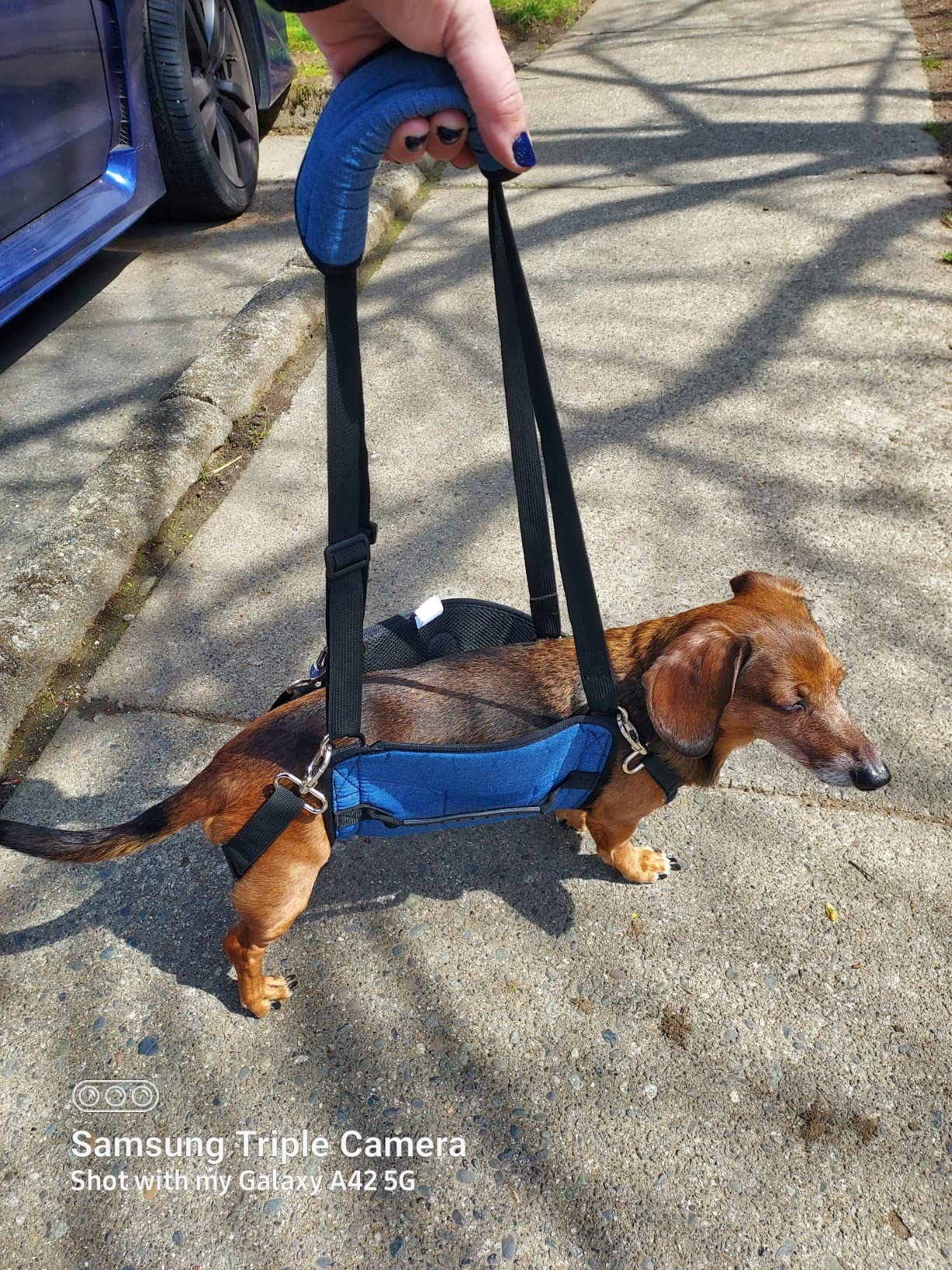Lispoo Dog Lift Harness for Senior & Injured Dogs review Runna