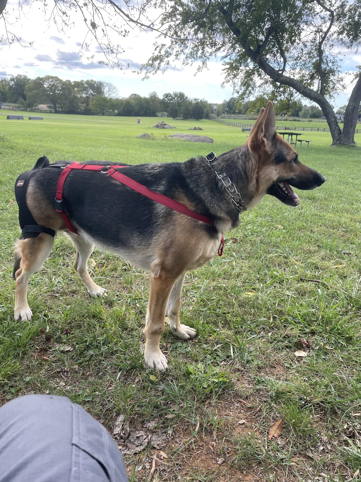 Lispoo Dog Hip Dysplasia Brace with Lift Handle review Todd K Rivera 01