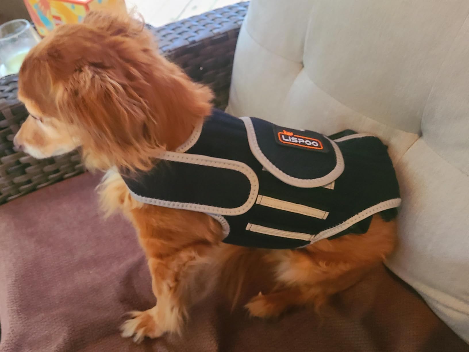 Lispoo Dog Back Brace for IVDD & Spine Support review Sean Corliss