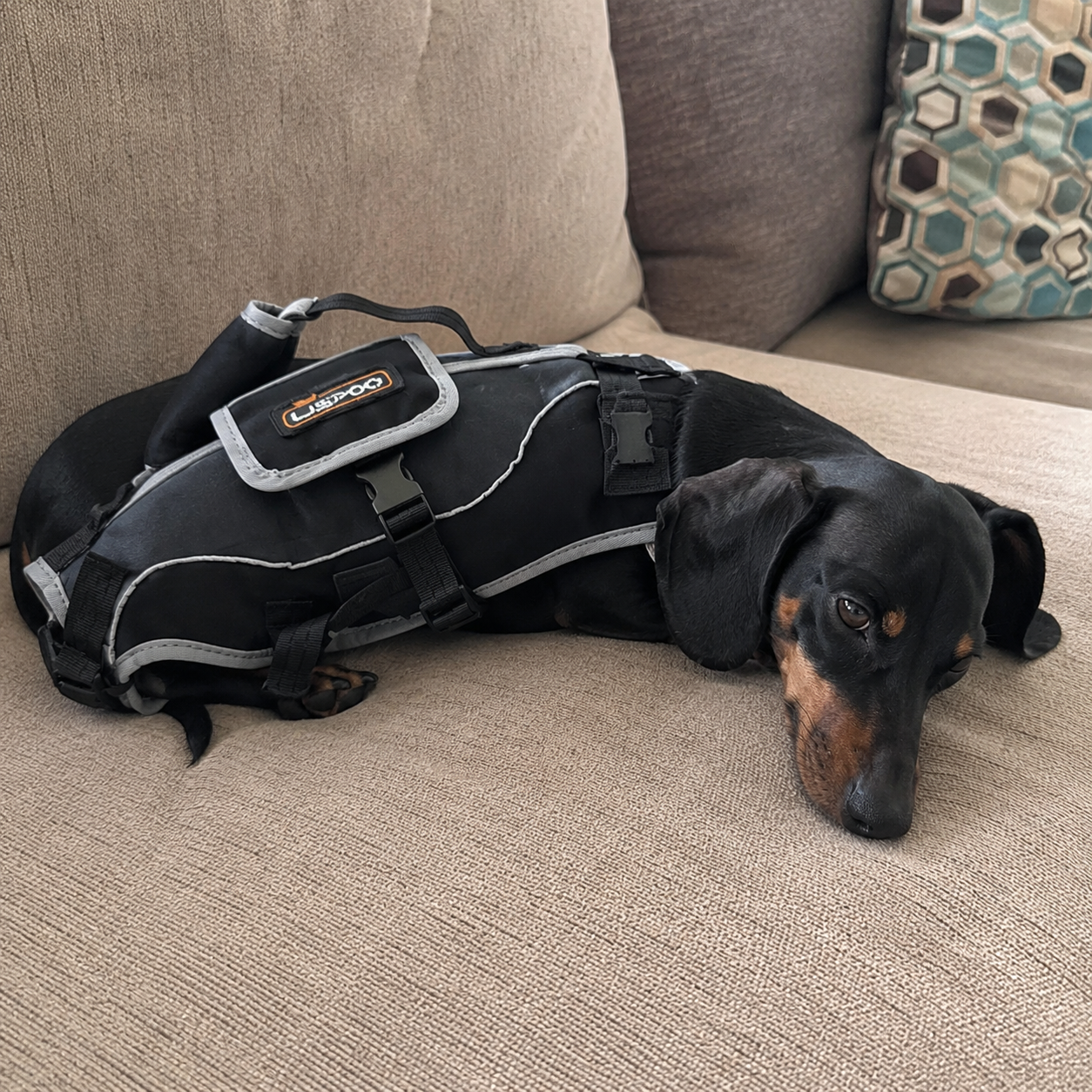Lispoo Dog Lifting Harness for Disabled & Senior Dogs review Theresa Chavez