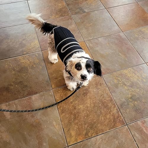 Lispoo Dog Back Brace for IVDD & Spine Support review Theresa Chavez