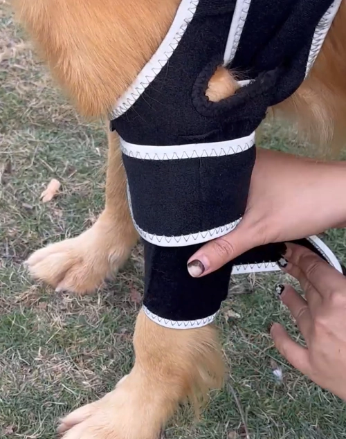 Lispoo Dog Leg Brace review Lucy