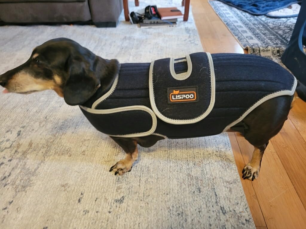 Lispoo Dog Back Brace for IVDD & Spine Support review Andrew H Doyle 01