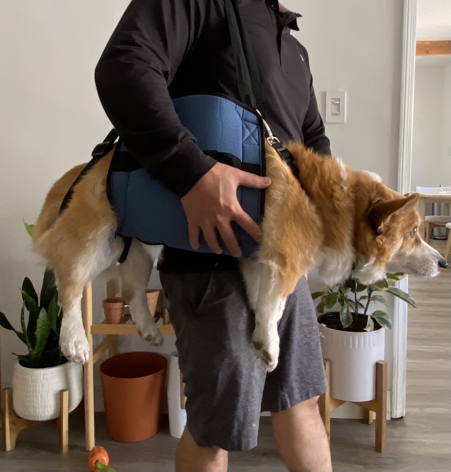 Lispoo Dog Lift Harness for Senior & Injured Dogs review Timothy S McGraw