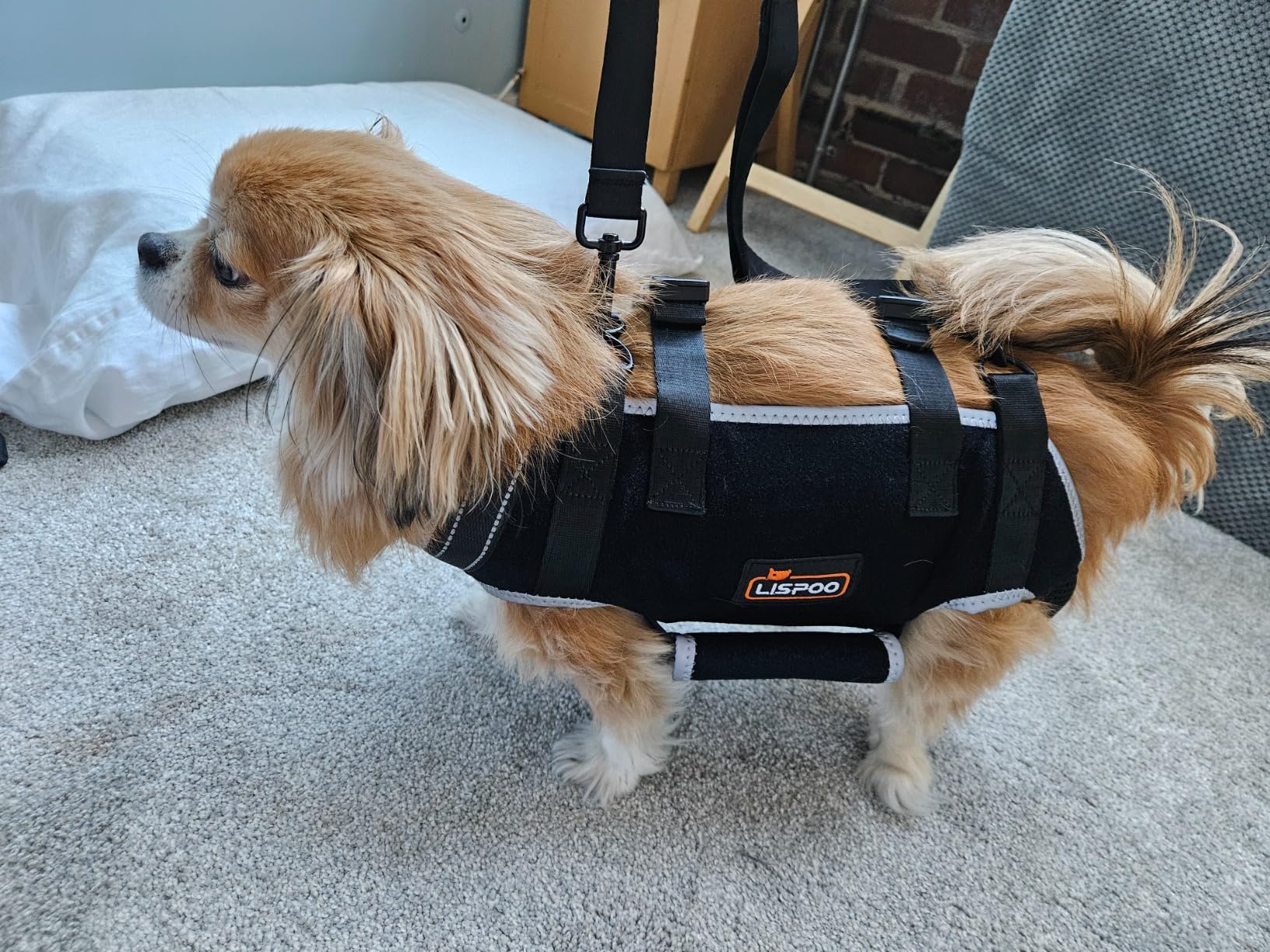 Lispoo Dog Harness Lift Assist review Agnes B Jones