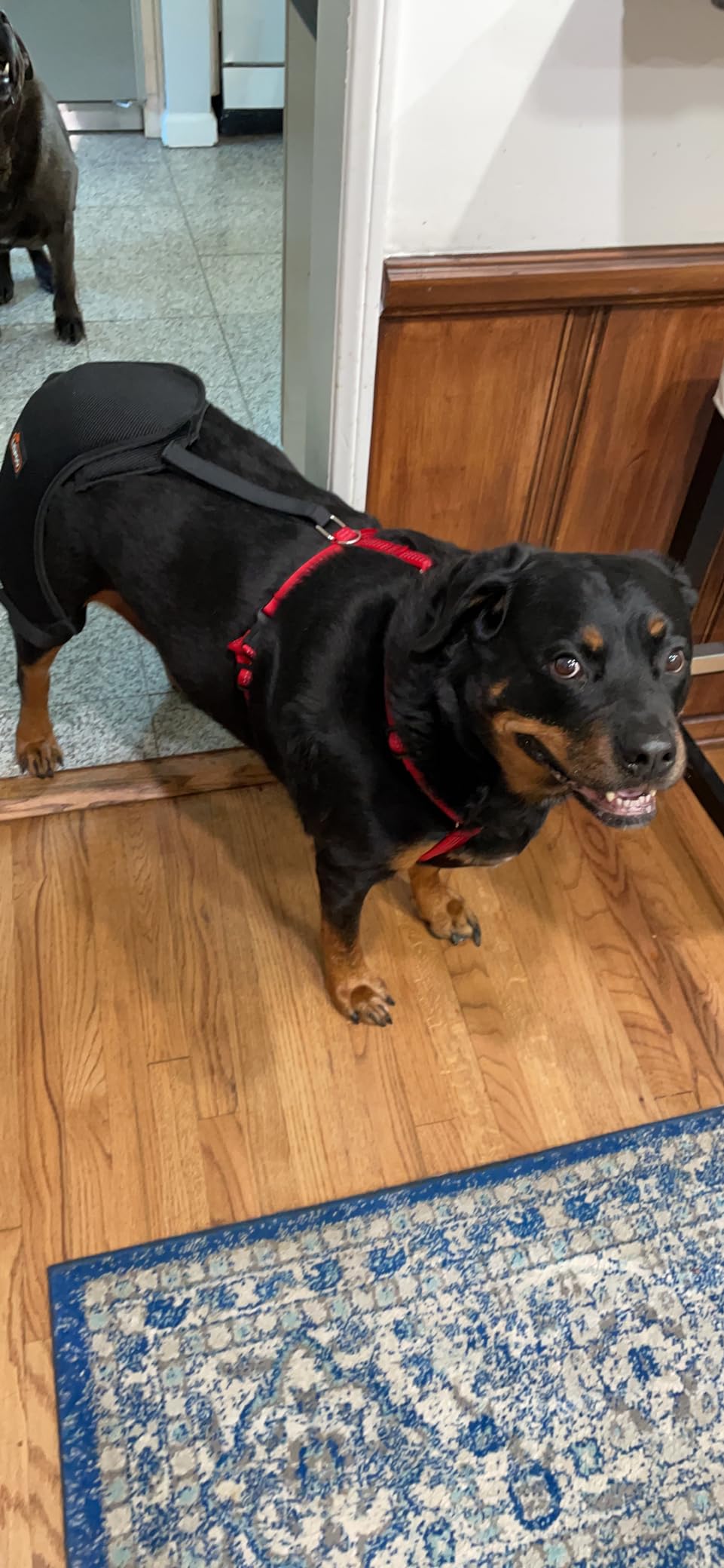 Lispoo Dog Hip Dysplasia Brace with Lift Handle review Donald A Ford