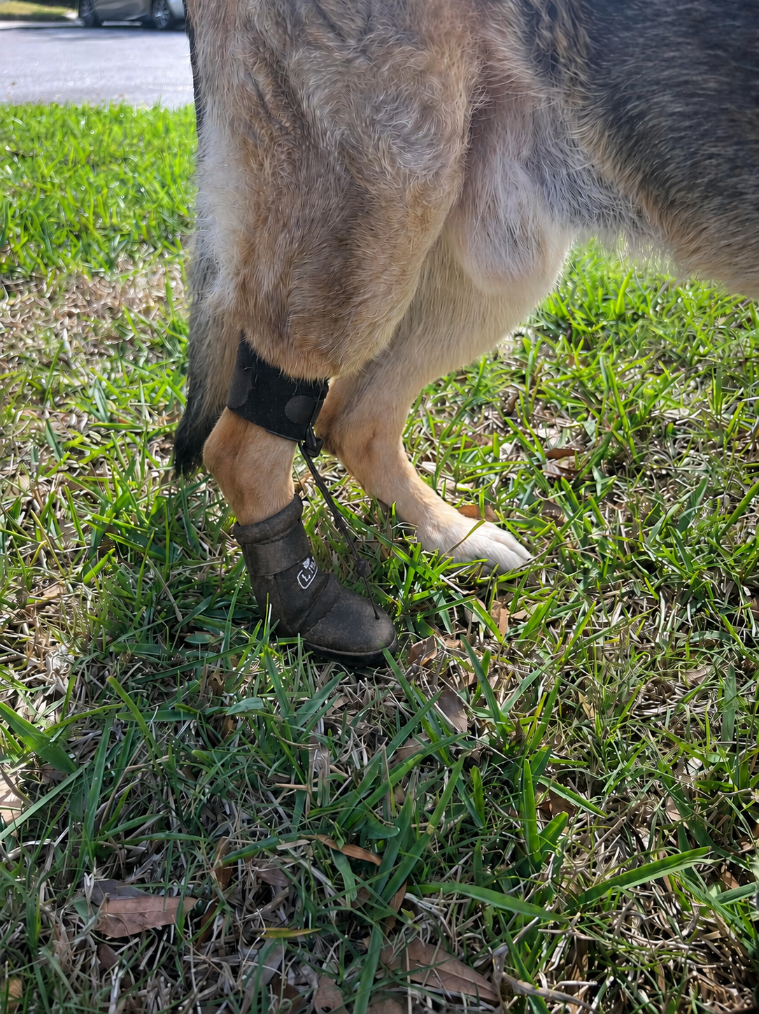 LISPOO Toe-Up Dog Boot Brace for Paw Dragging & Knuckling Support review Anne Dudley