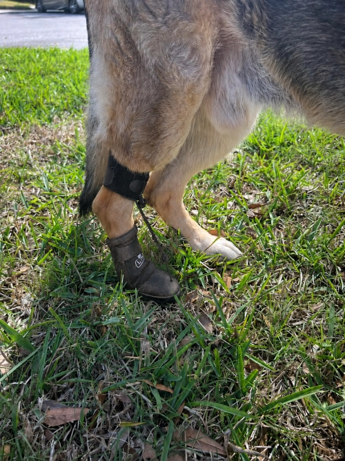 LISPOO Toe-Up Dog Boot Brace for Paw Dragging & Knuckling Support review Anne Dudley