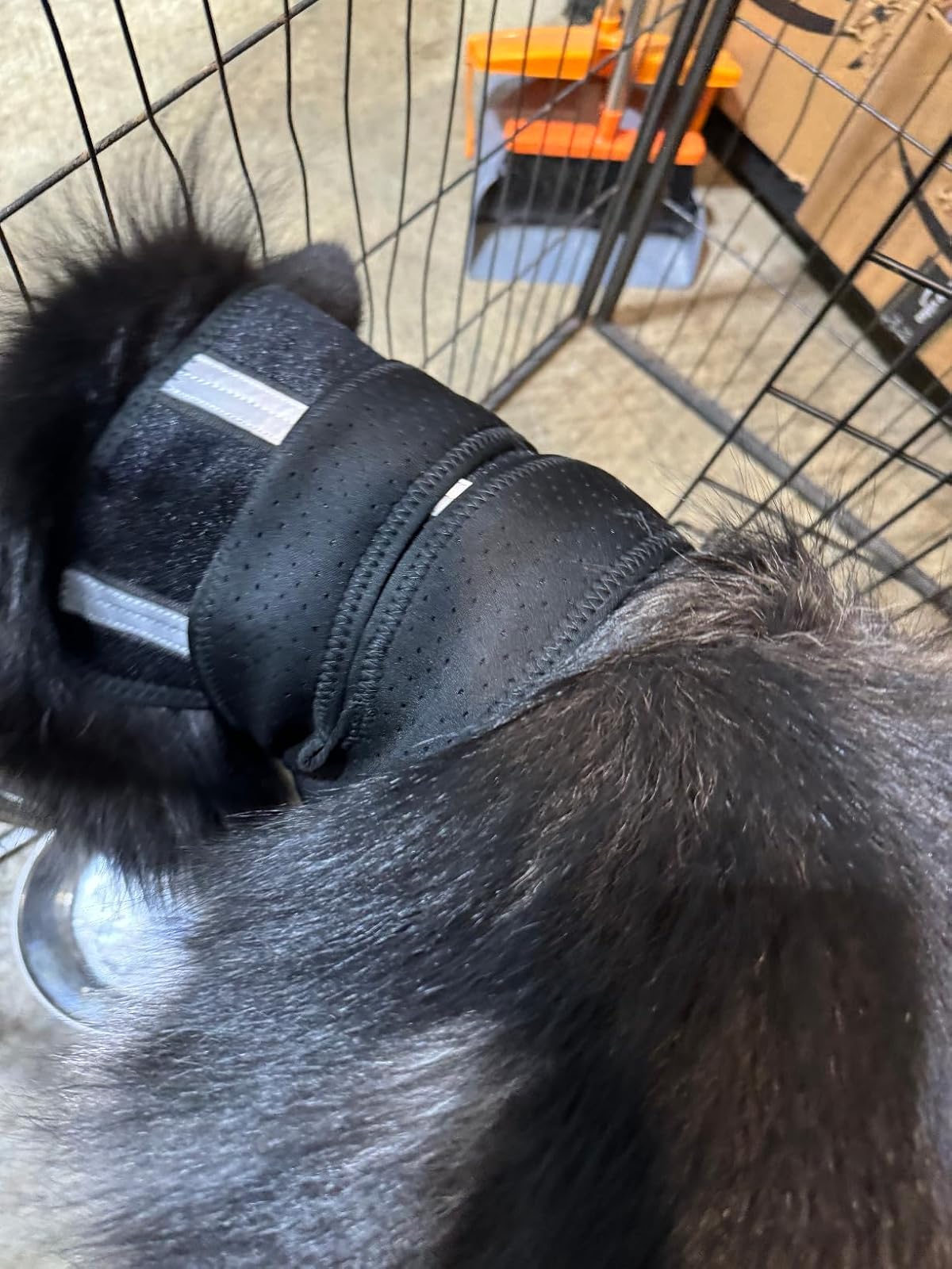 Lispoo Dog Neck Brace Collar review Helen Pickett 01