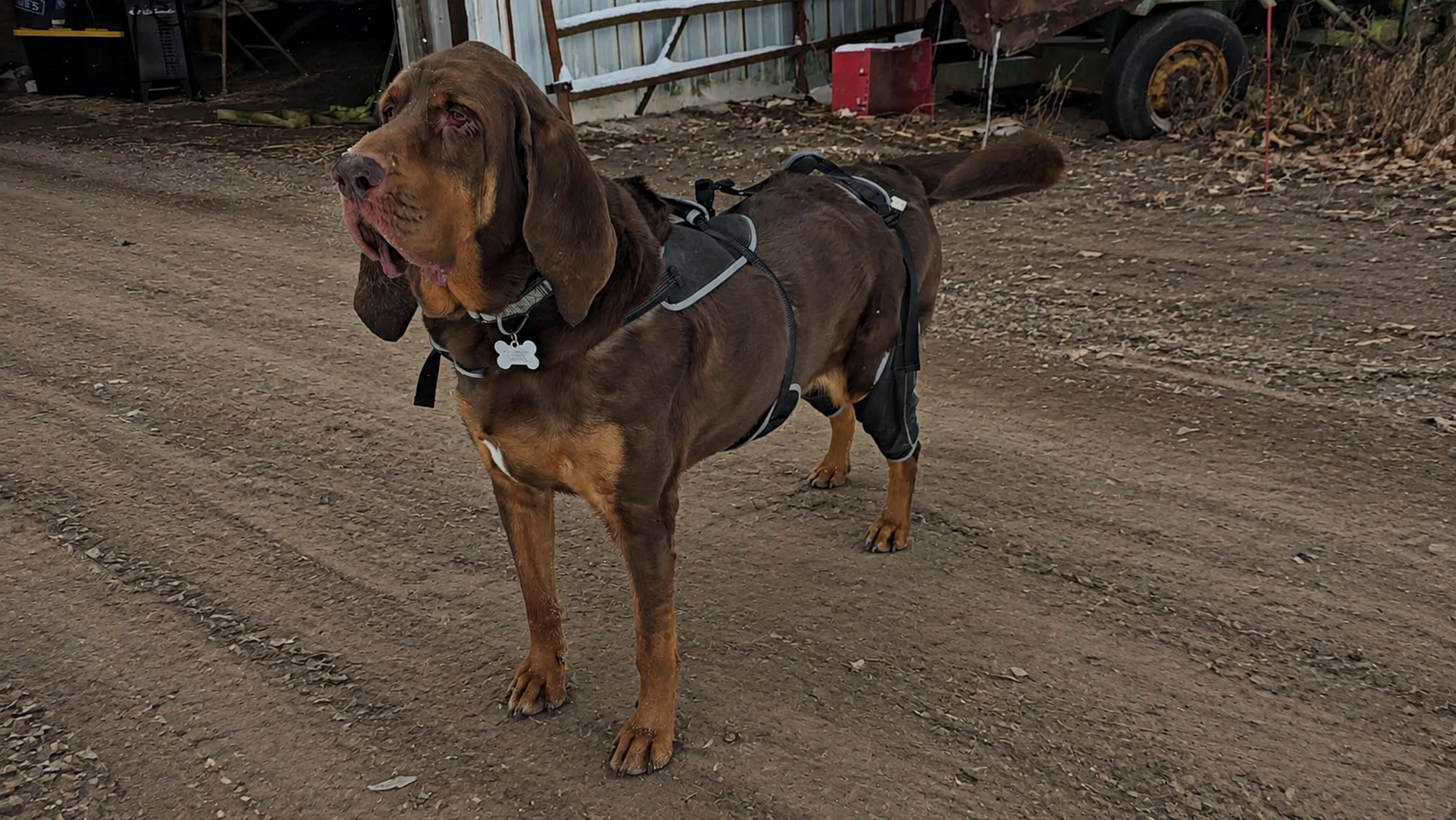Lispoo Adjustable Dog Rear Leg Brace review Lillie Davis