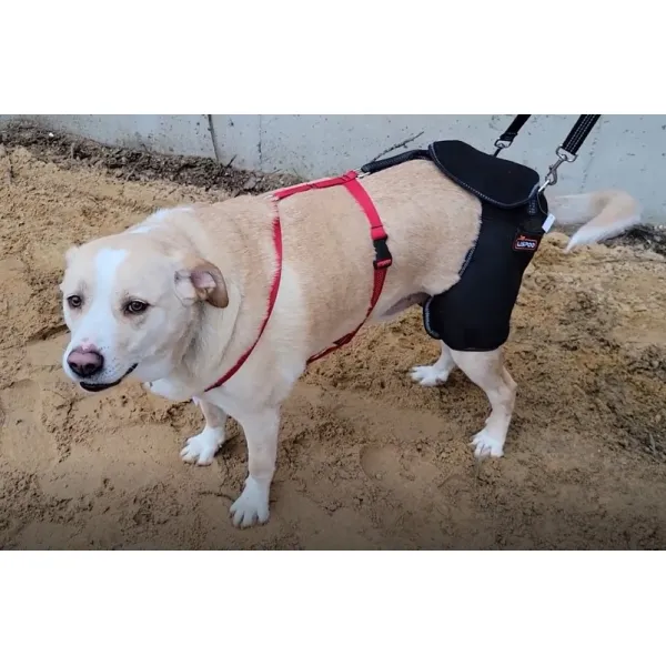 Lispoo Dog Hip Dysplasia Brace with Lift Handle review Kevin Wilson